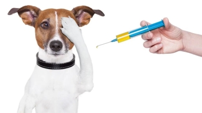 VACINAÇÃO ANTIRRÁBICA E IDENTIFICAÇÃO ELETRÓNICA  | 13 DE JULHO | ENXAMES